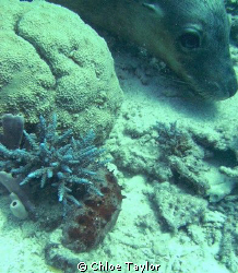 I was just taking a photo of the red sea slug with the bl... by Chloe Taylor 